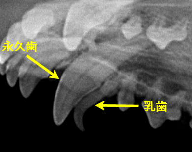 犬、猫、歯科