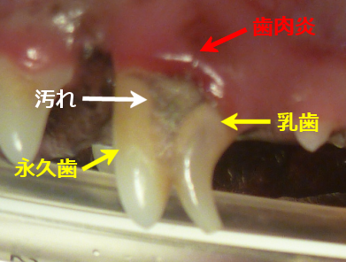 動物、歯科